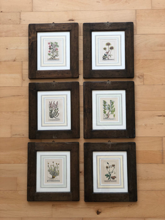 Set of 6 Hand-Coloured Botanical Prints in Rustic Wood Frames Italy 1980s