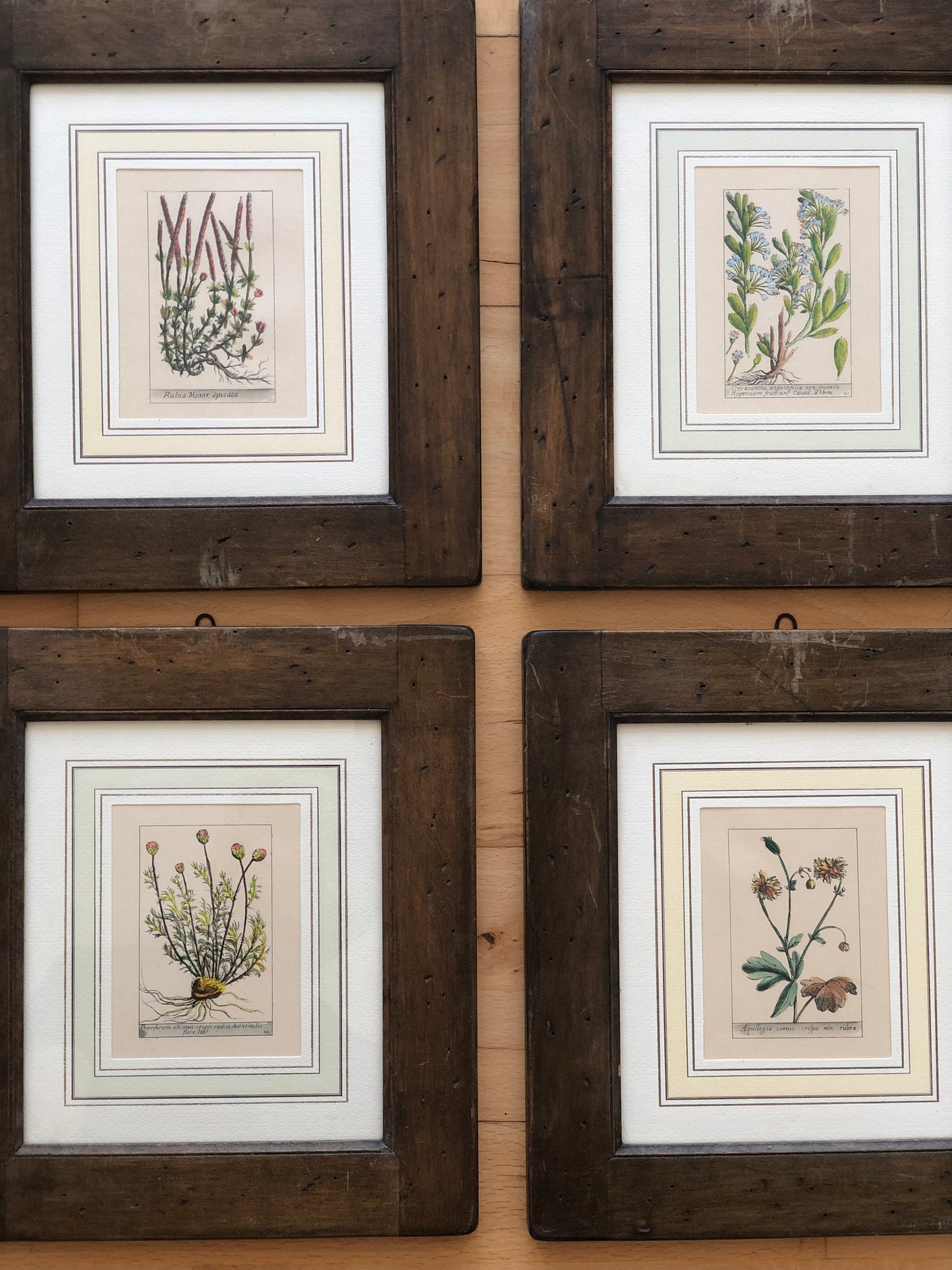 Set of 6 Hand-Coloured Botanical Prints in Rustic Wood Frames Italy 1980s