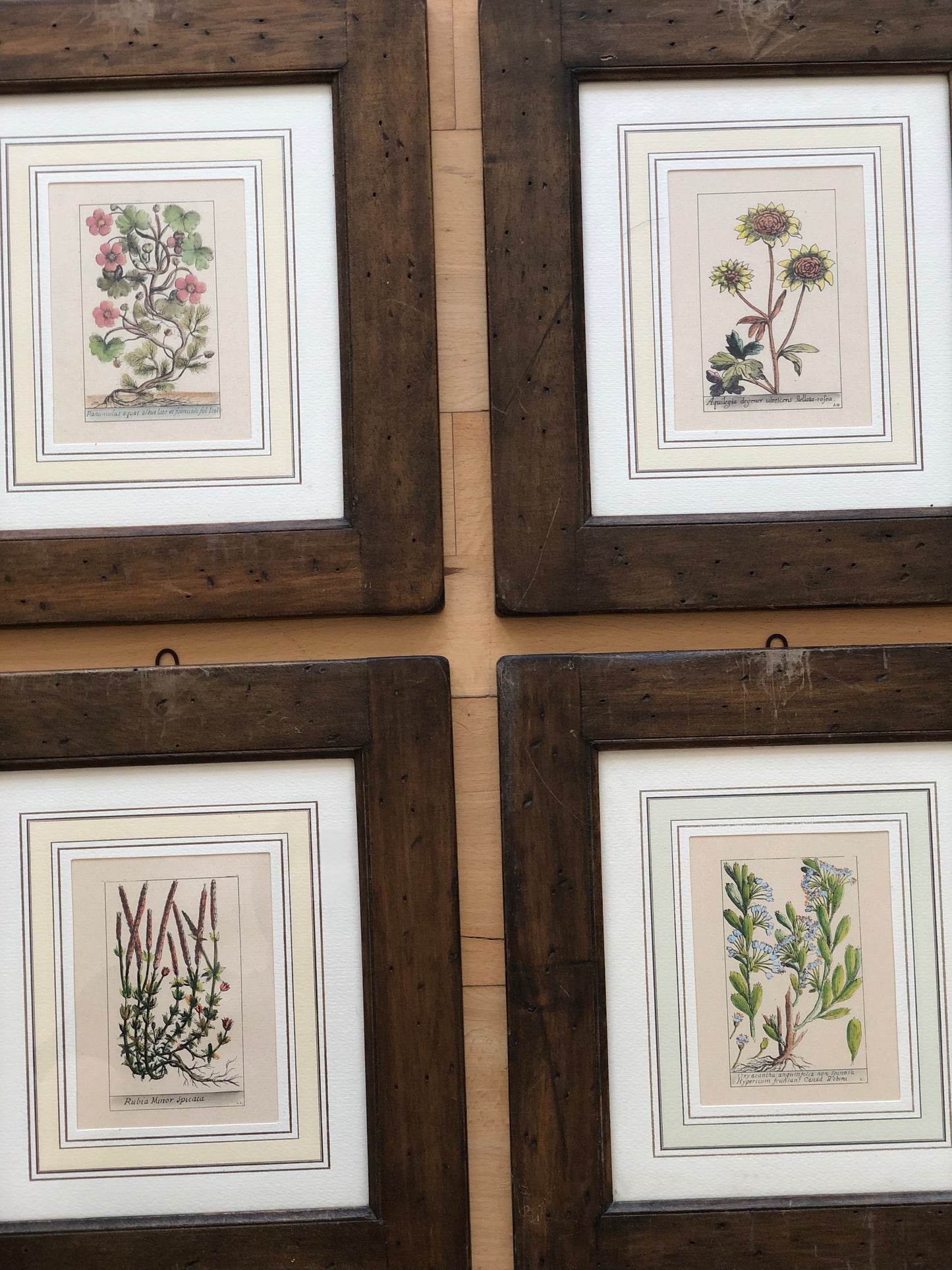 Set of 6 Hand-Coloured Botanical Prints in Rustic Wood Frames Italy 1980s
