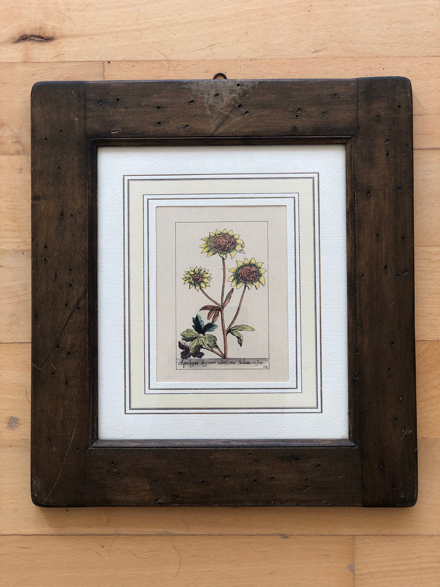 Set of 6 Hand-Coloured Botanical Prints in Rustic Wood Frames Italy 1980s
