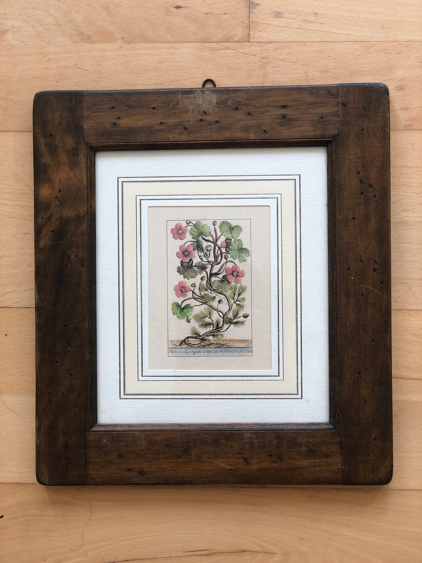 Set of 6 Hand-Coloured Botanical Prints in Rustic Wood Frames Italy 1980s
