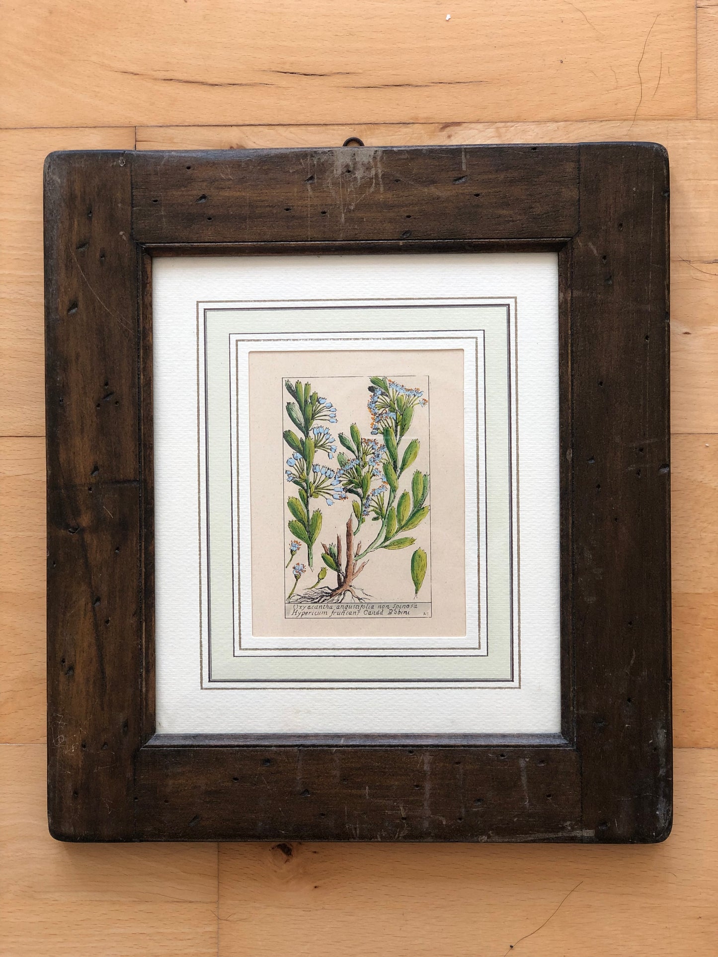 Set of 6 Hand-Coloured Botanical Prints in Rustic Wood Frames Italy 1980s
