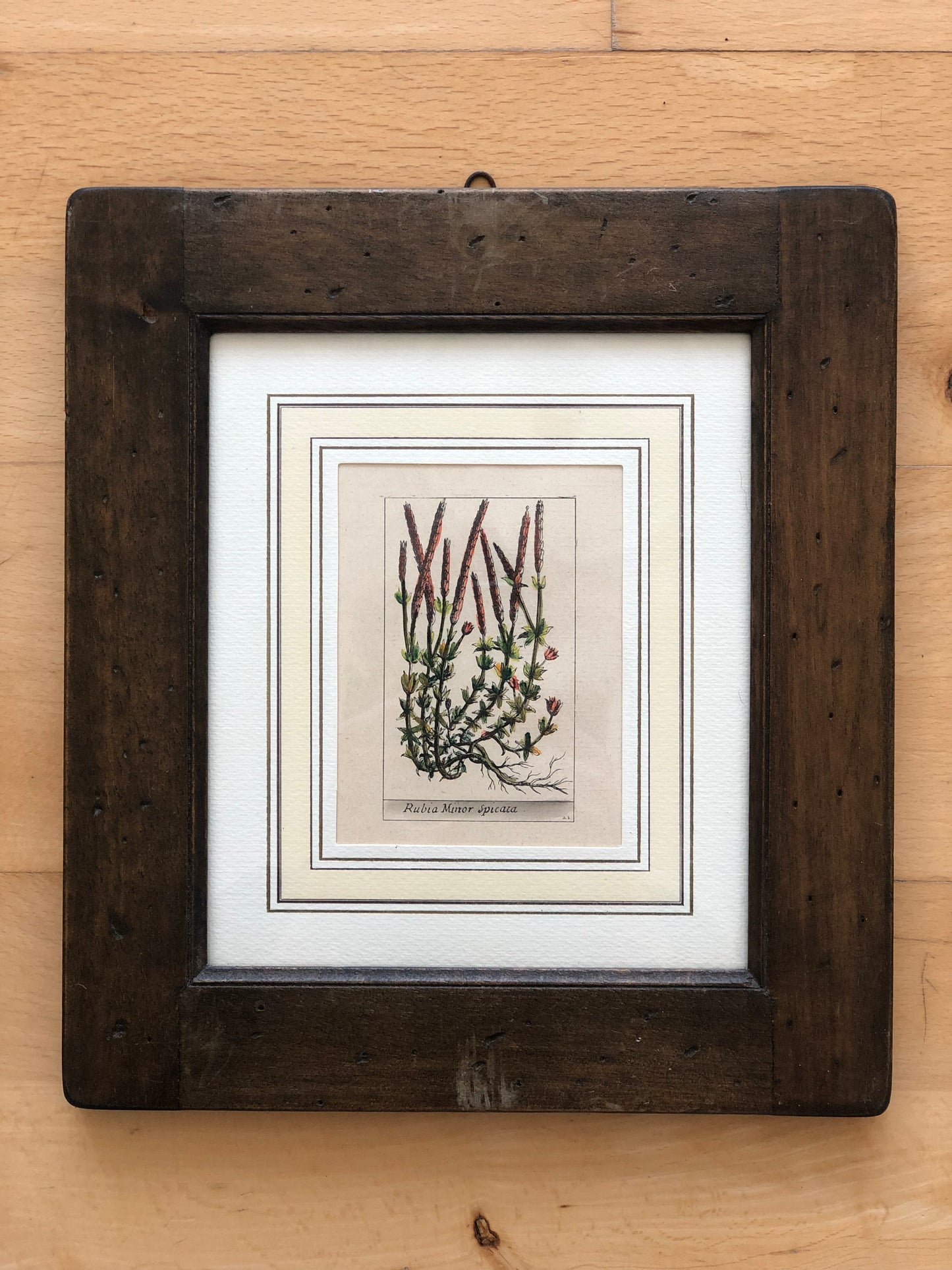 Set of 6 Hand-Coloured Botanical Prints in Rustic Wood Frames Italy 1980s