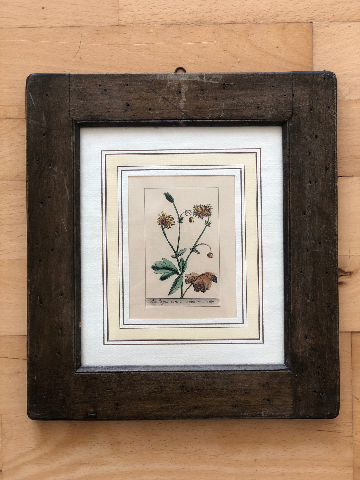 Set of 6 Hand-Coloured Botanical Prints in Rustic Wood Frames Italy 1980s