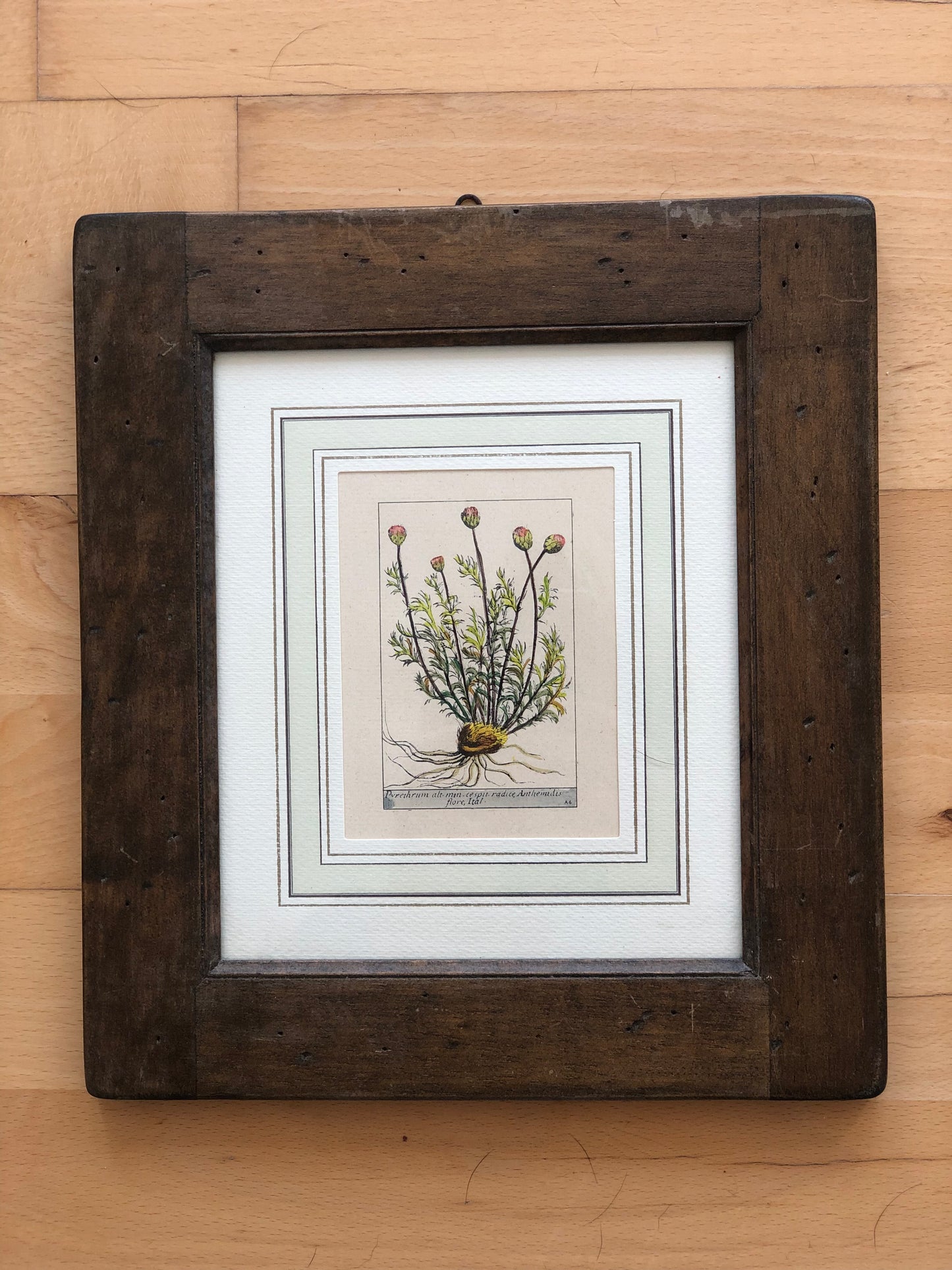 Set of 6 Hand-Coloured Botanical Prints in Rustic Wood Frames Italy 1980s