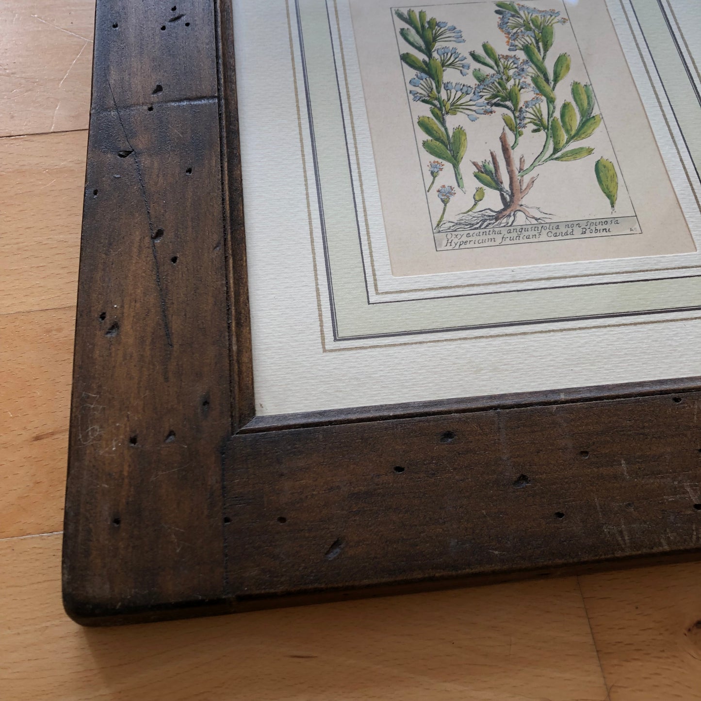 Set of 6 Hand-Coloured Botanical Prints in Rustic Wood Frames Italy 1980s